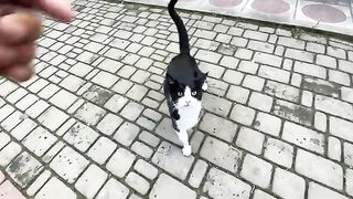 A group of stray cats came to get their share of food.