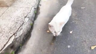 With each visit, Calico the cat becomes very jealous; she loves to have all the attention.