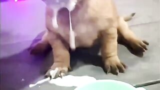 Animals look calm until they see food