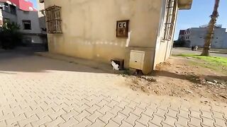 The cats in this neighborhood are very friendly; they follow me to the car to get the food box.