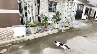 A very friendly kitten and a very shy mother cat.