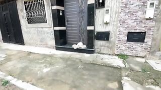 Feeding and playing with two very cute stray cats.
