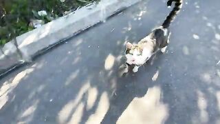 I am extremely happy when I feed a hungry stray cat with my own hands.