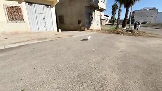 All the cute stray cats follow me to get the food box.