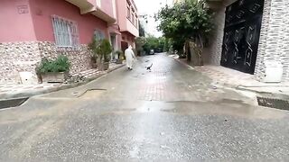 A very friendly stray cat amazes us with her beautiful dances in order to get delicious food.
