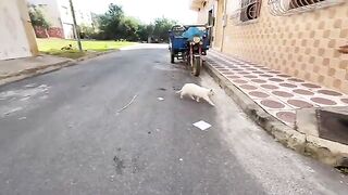 The stray cats gathered again for love and delicious food.