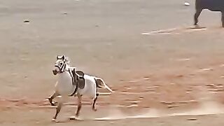 Horse Receiving