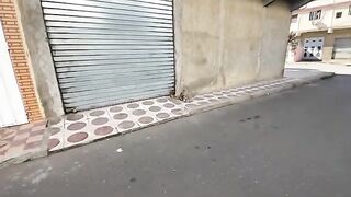 The mother cat and her stray kittens are very shy and only approach the food dish.
