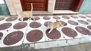 The stray mother cat is very gentle, asking for food with a gentle meow for her hungry kittens.