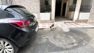 The cat with the big nose greets the lady with the beautiful heart.