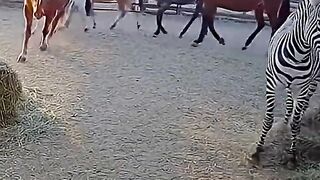 Beautiful Wild Horses With Foals and Zebra – Caught on Camera ????✨