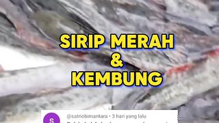 Cara MENGOBATI penyakit SIRIP MERAH dan KEMBUNG pada ikan lele