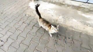 Stray cats are very friendly, even towards our friends.