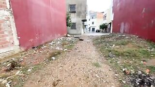 The cute stray cat is very friendly, loves attention, and lovingly asks for food.