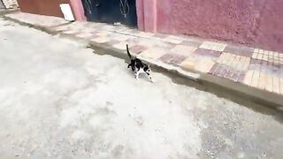 A very sweet stray calico cat gently asking for love and food.