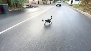 The cute stray cat doesn't like hugs; she only wants love and delicious food.