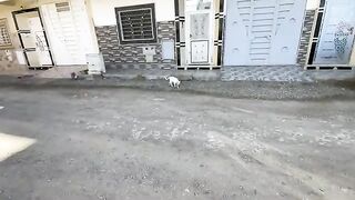 The stray white cat has beautiful blue eyes and is asking for love and food.