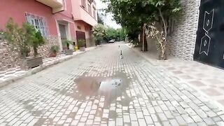 A very jealous cat who doesn't want other cats near me