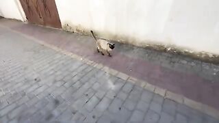 Two very cute cats who are inseparable and always get their food together