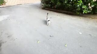 The cat, Mama, became lonely after they took her kittens.