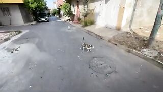 All the cute cats wanted to taste the delicious cat food