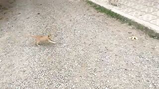 The best thing that happens to me every morning is the cute cats that greet me with love.