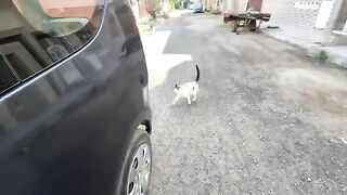 The cats in this neighborhood are very friendly and need a lot of love and attention.