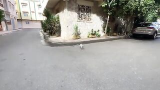 A mother cat came to us asking for some food for her kittens.
