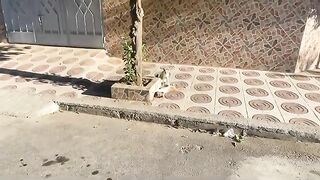 Four very cute teenage kittens who wanted to play and be petted and fed.