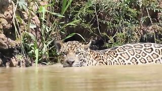 Black jaguar kills an anaconda.mp4.2026