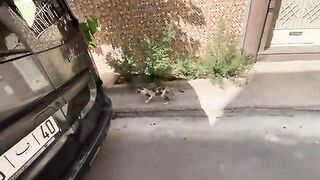 All the cats in this neighborhood are active except for the Siamese cat, which is very quiet.