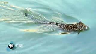 Jaguar Attacks Caiman Crocodile.mp4.2026