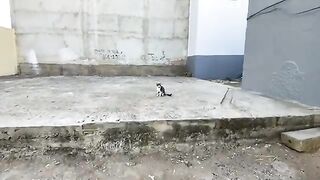 We fed a family of very cute cats who were craving delicious food.