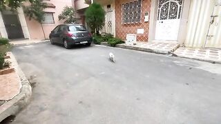 The beautiful white cat was given love, some gentle massages and food as well.