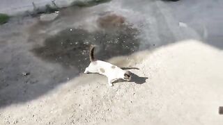 The Siamese cat always welcomes us with love and asks us to care for it, feed it and its friends.