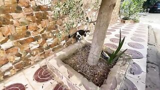 I have a very friendly tiger cat who came to me asking for love and food unlike the shy ginger cat.