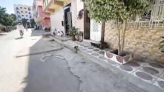 The cats in this neighborhood are very sweet and love to play and get delicious food.