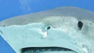 Shark fish.