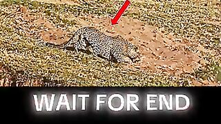 Cheetah vs Jaguar????????????.mp4.2026