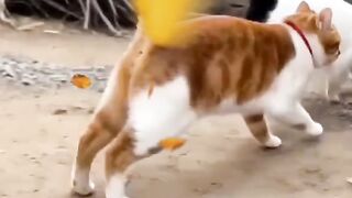 Sahur2???????????????? kucing???? lucu????????