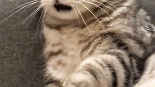 Cat video