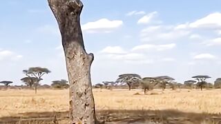 Macaco pulando
