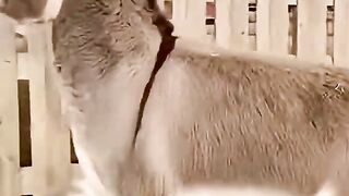 Funny Donkey Jumps Fence and Fails Hilariously ????  Real Farm Moment