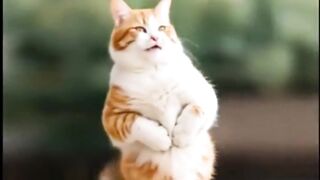 Caty dance performance