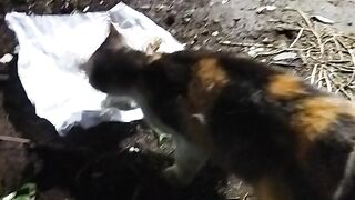 Baru Nemu makan tengah malam