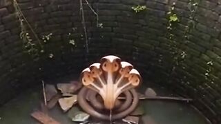 Shocking! 5 Headed Snake Spotted Inside Deep Well | Real Or Myth?