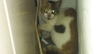 Kucing ini terperangkap lorong sempit