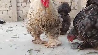 Kattasi