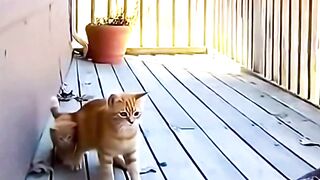 All animals have the same mother
