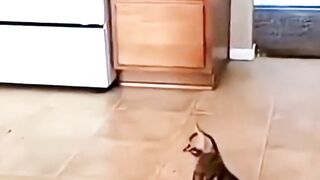 Baby With Kitten #funny #funnyreels #kitten #baby